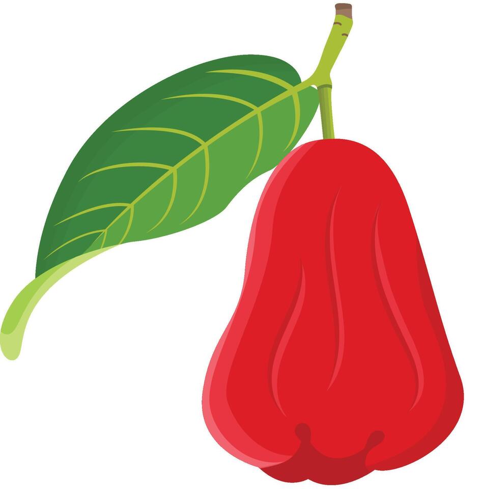 Single Rose Apple Fruits Illustration vector