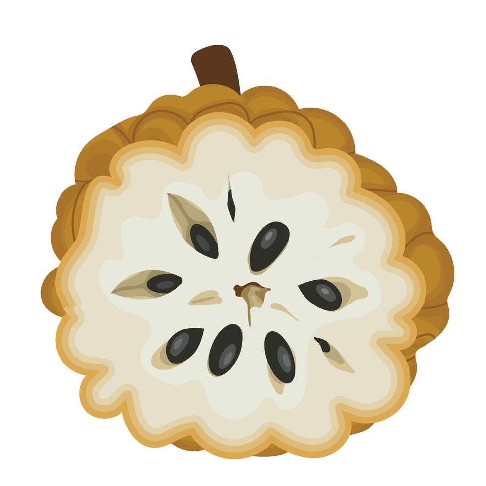 A Half Slice of Sugar Apple Fruit Illustration vector