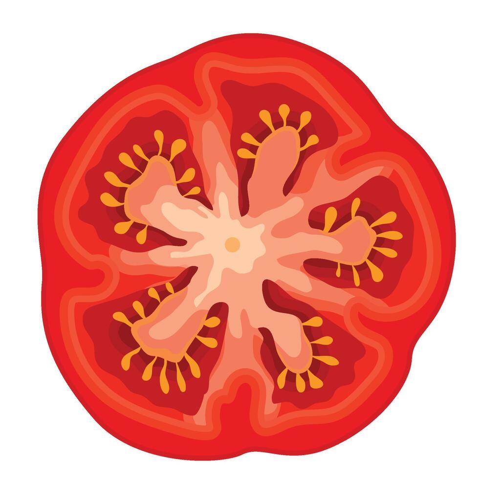A Half Slice of Tomato Vegetable Illustration vector