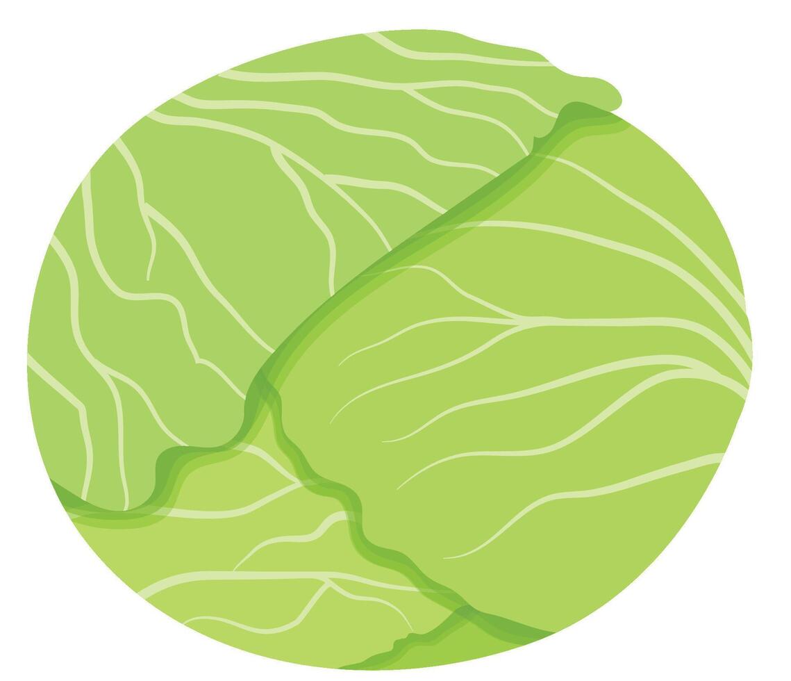 Fresh Cabbage Vegetable Illustration vector