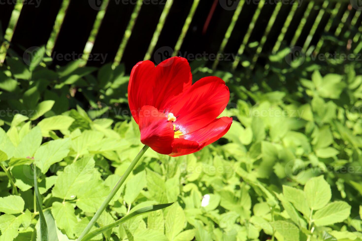 Red open tulip against the background of foliage and a fence photo