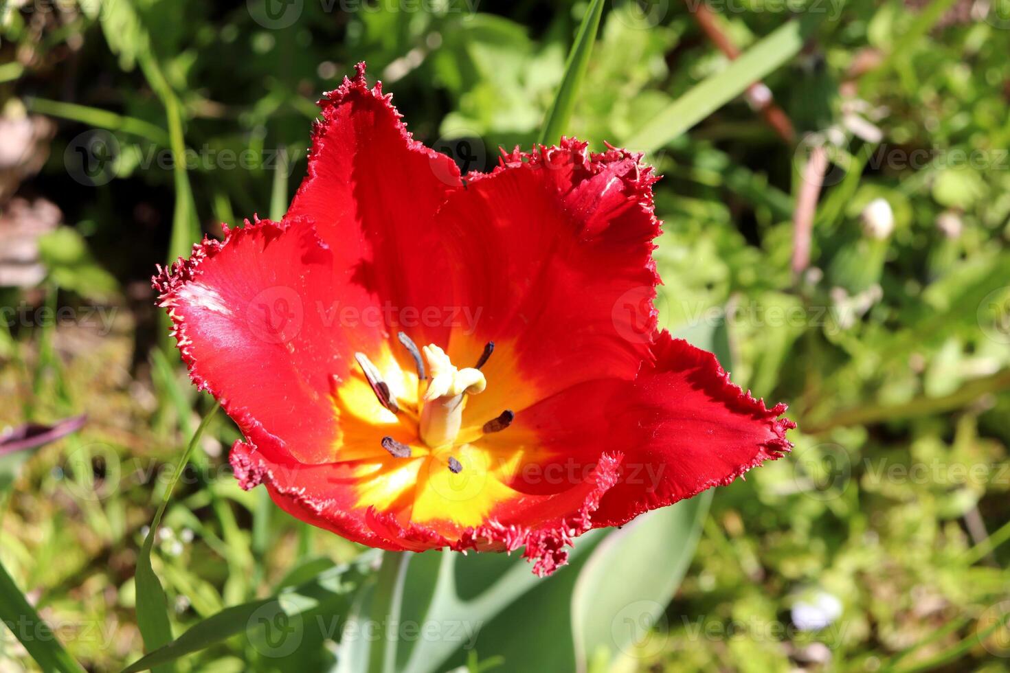 Red open tulip with fringe on petals in the garden photo