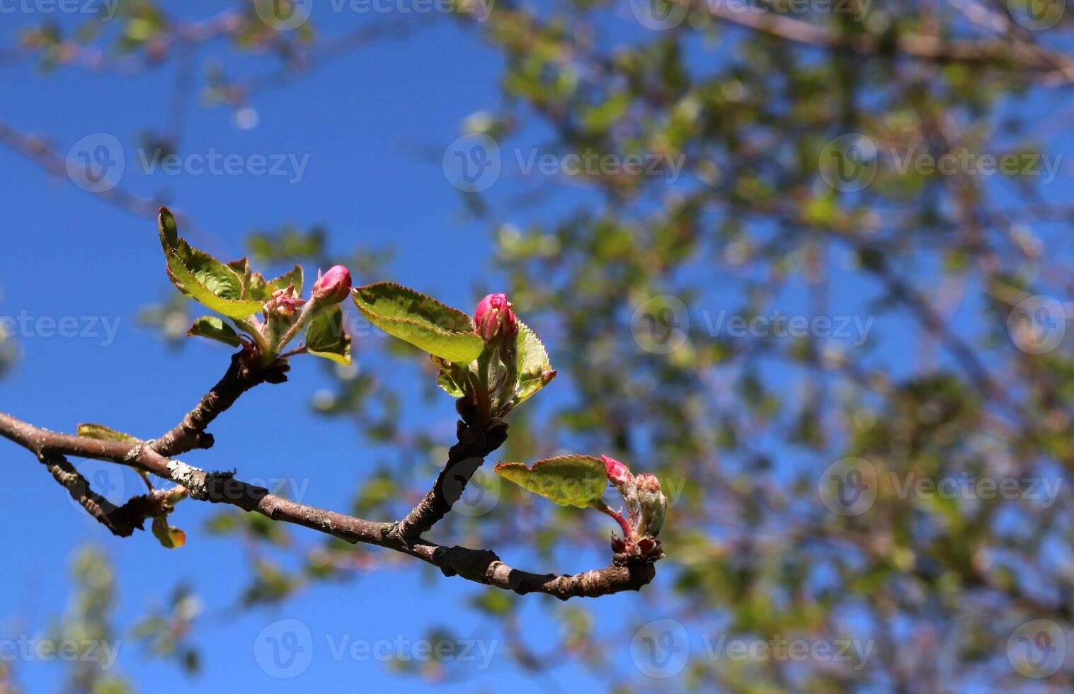 Branch of blossoming apple tree with pink buds photo