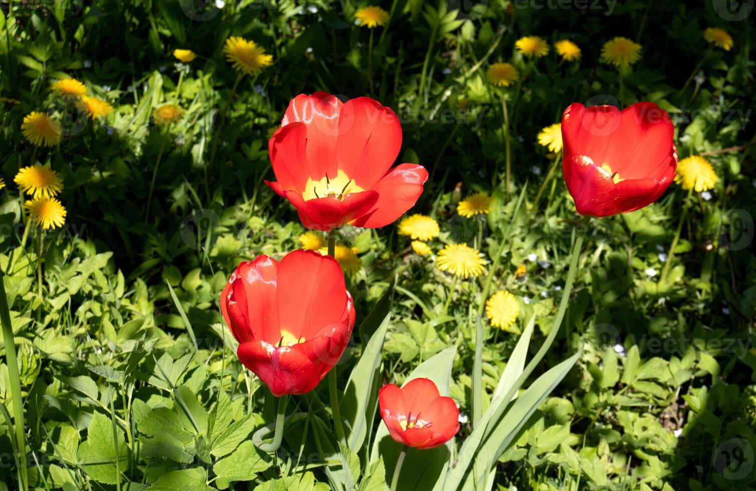 Red tulips on the background of grass and yellow dandelions on a sunny day - horizontal photo, top view photo