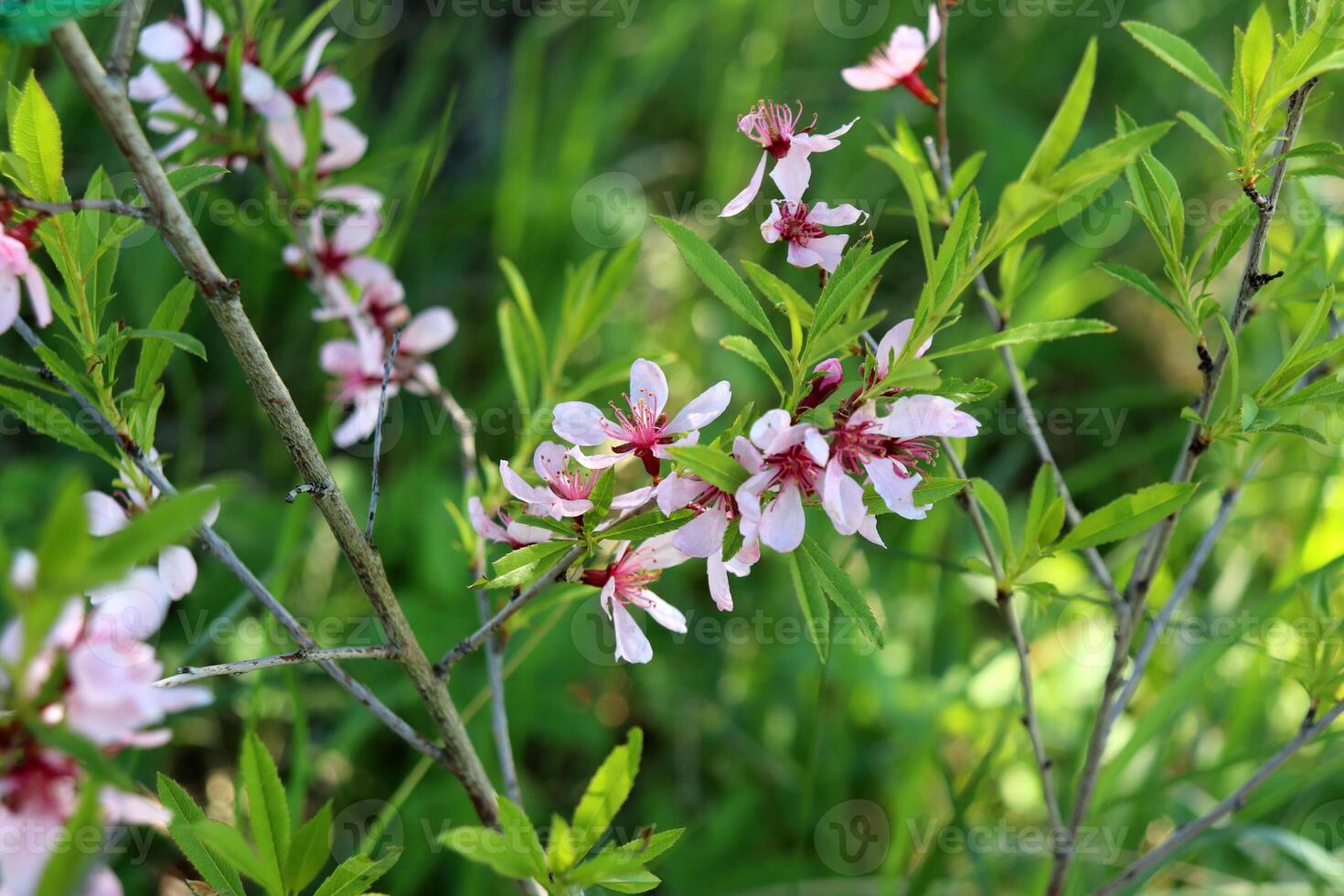 Branches of flowering almond bush with pale pink flowers photo