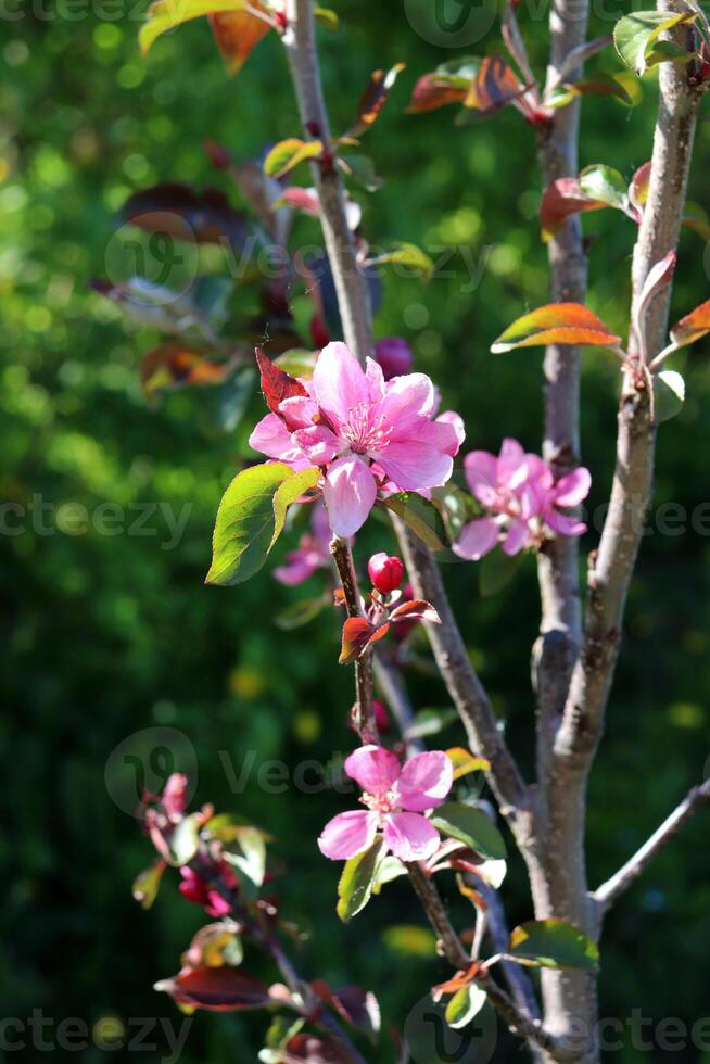 Branch of flowering apple tree with pink flowers on sunny spring day. Vertical photo, close-up photo