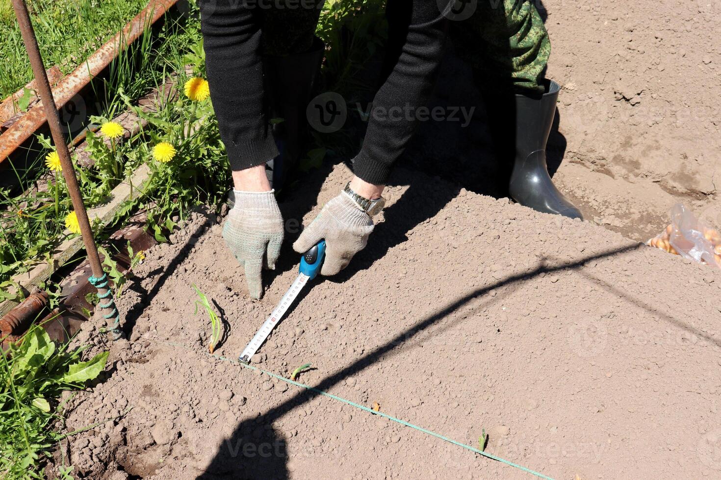 A pensioner measures the distance between rows in a bed for planting onions photo
