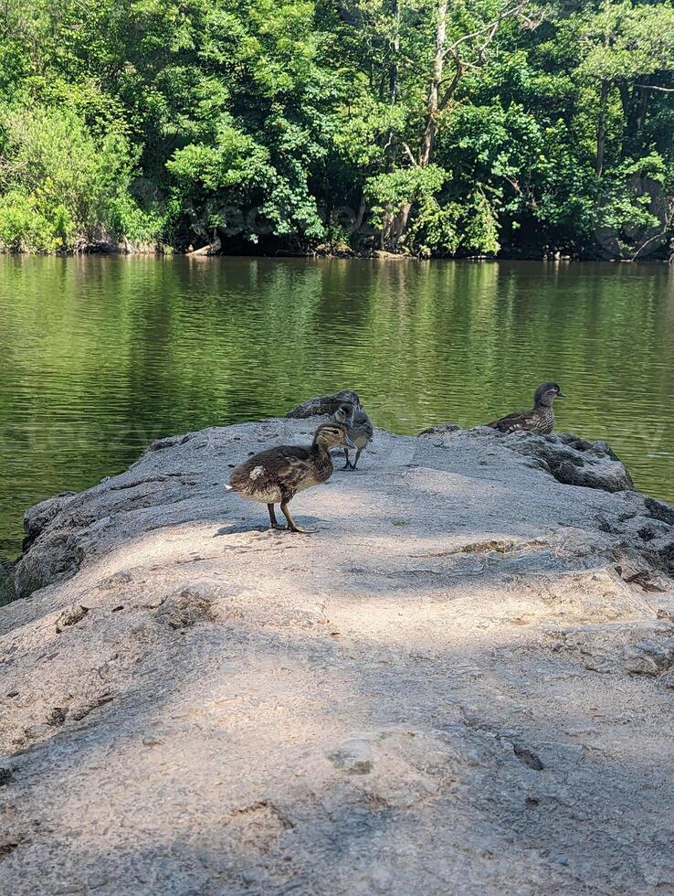 Wildlife by the River a Serene Day with Ducklings and Nature. photo