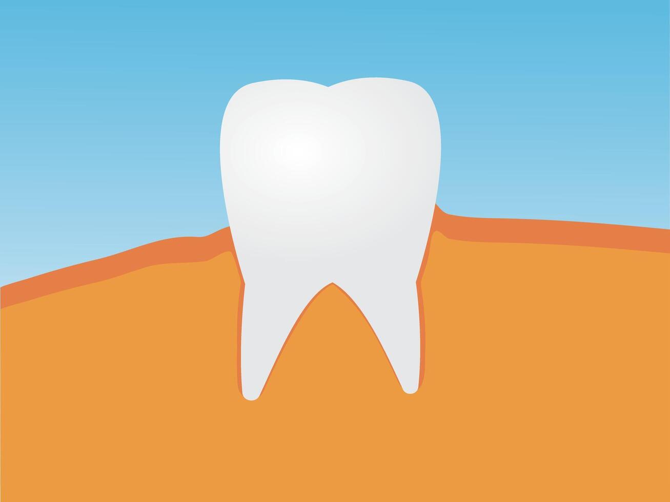A healthy Tooth on gum vector