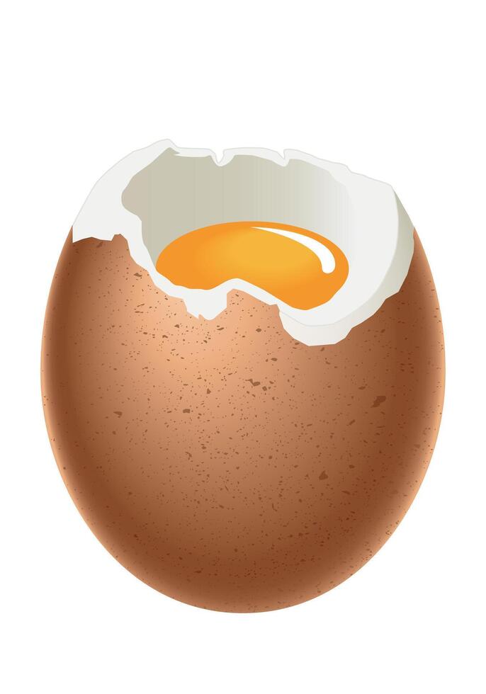Egg - soft boiled egg, with shell, white and yolk, illustration isolated on white background vector