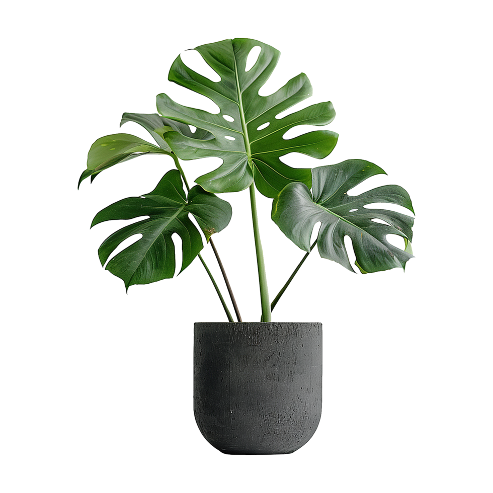 A plant with a large leaf that is in a black pot isolated on transparent background png