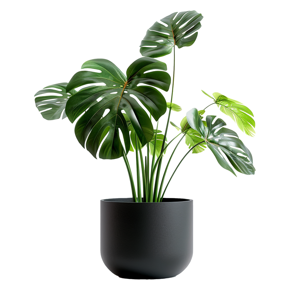 A plant with a large leaf that is in a black pot isolated on transparent background png