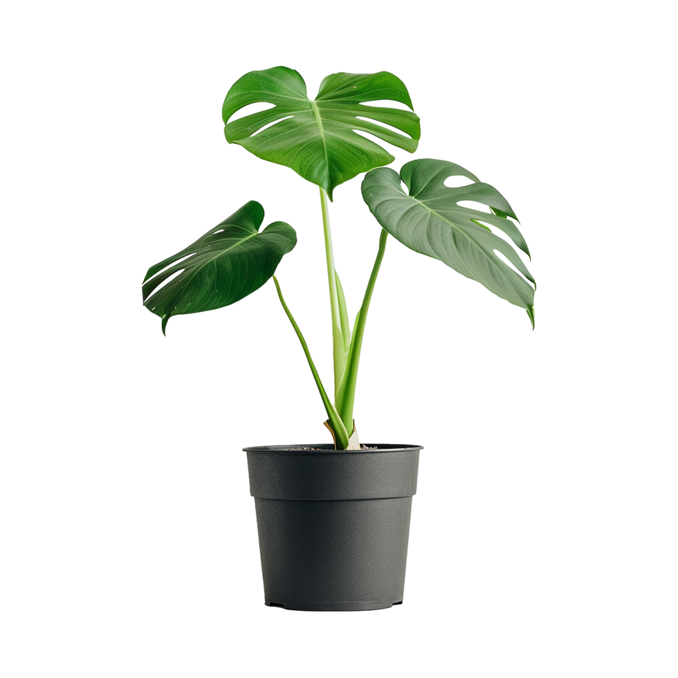 A plant with a large leaf that is in a black pot isolated on transparent background png