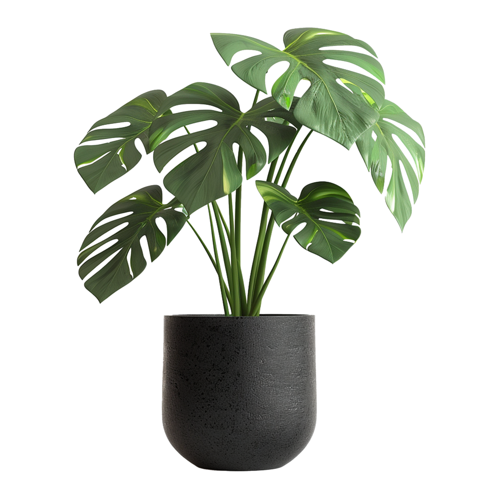 A plant with a large leaf that is in a black pot isolated on transparent background png