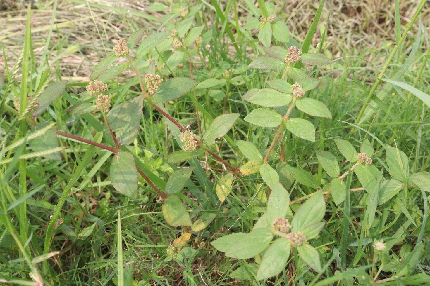 Asthma leaf plant on nursery photo