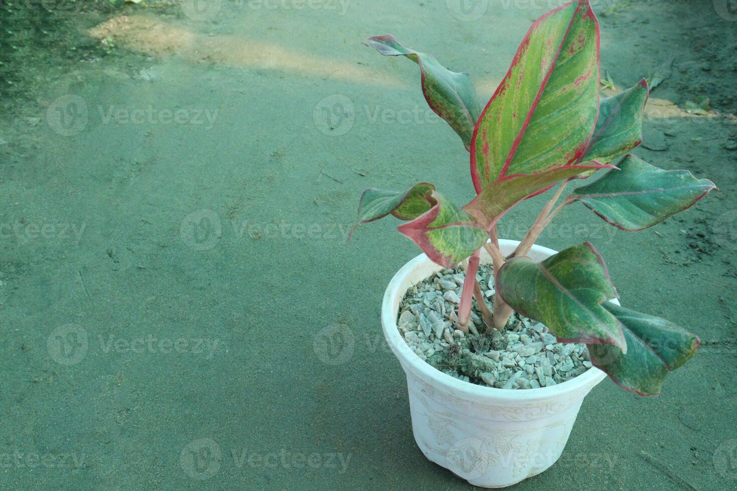 red siam aurora aglaonema plant on nursery photo