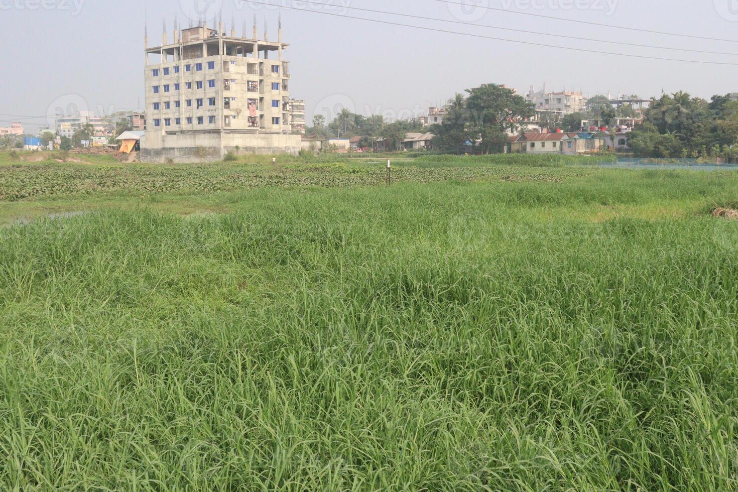 Rhodes grass also called Chloris gayana plant photo