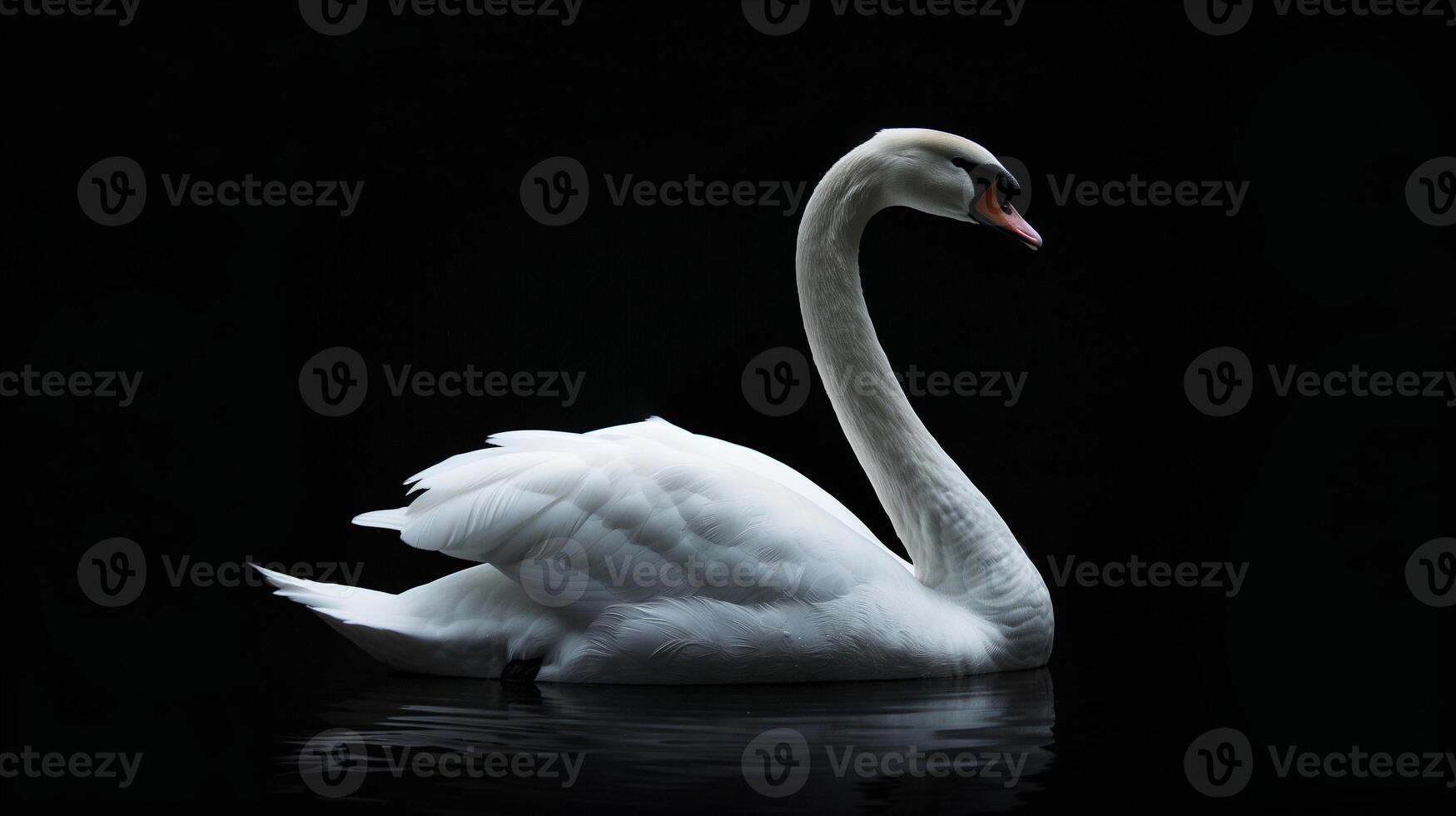 White Swan on Dark Background. photo