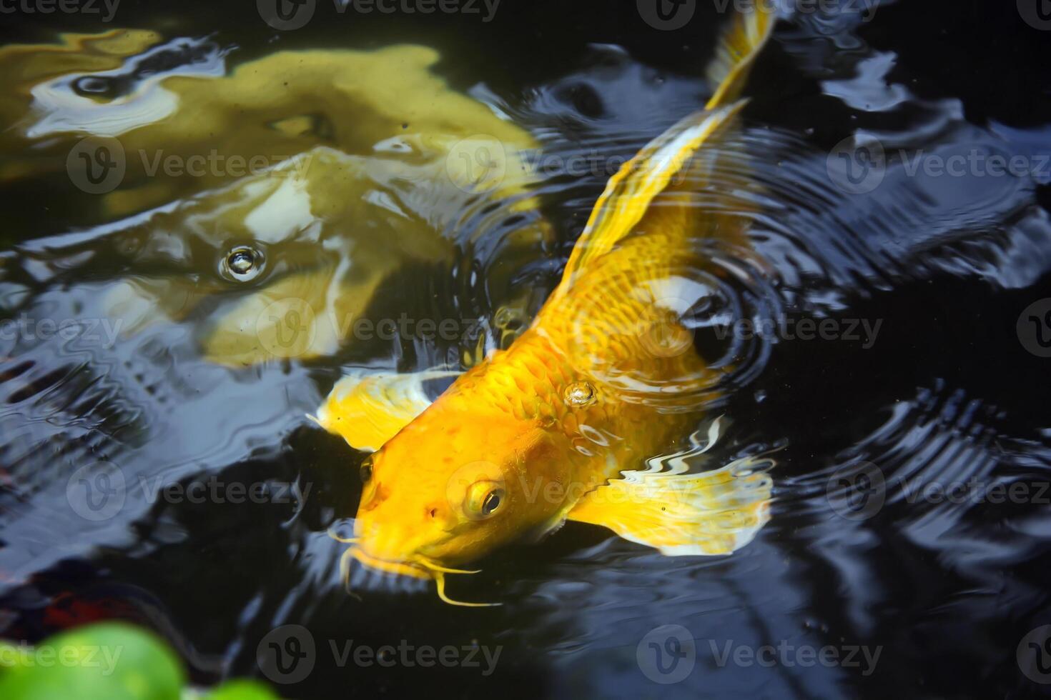Fancy carp swimming in a pond. Fancy Carps Fish or Koi Swim in Pond, Movement of Swimming photo