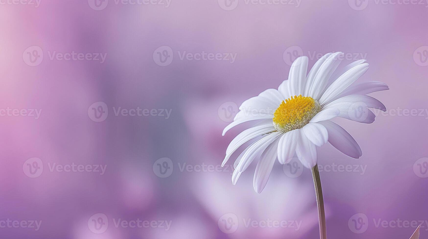 Daisy Bloom Against Soft Purple Haze dreamy purple background, evoking a peaceful feeling. photo