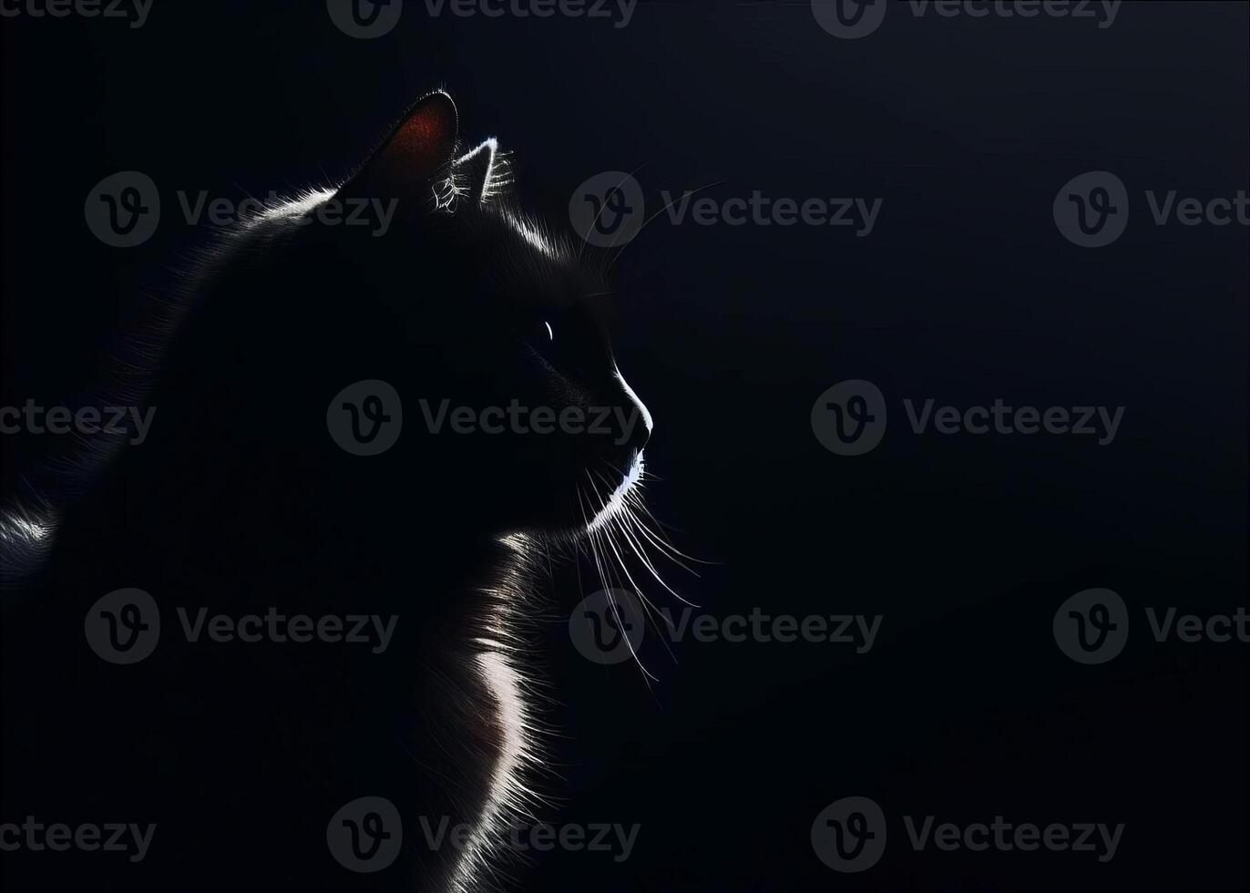 Cat silhouette with bright whiskers is staring into the dark photo