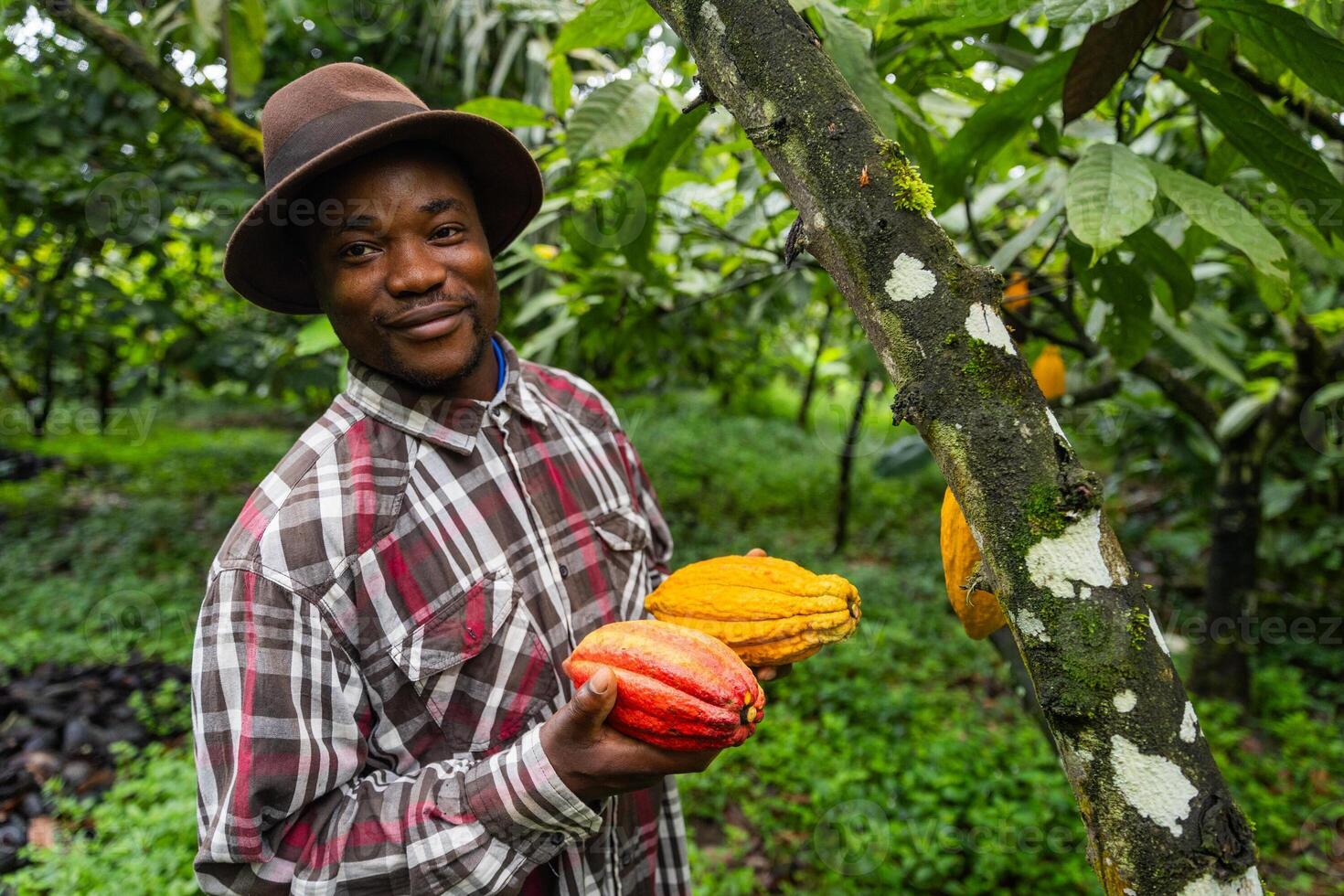 Satisfied farmer collects cocoa pods in his field in Cameroon photo