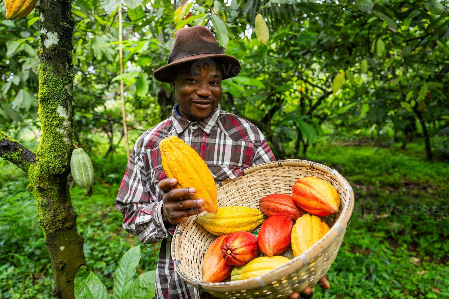 A smiling African farmer harvesting cocoa pods on the plantation, production of chocolate in Africa photo