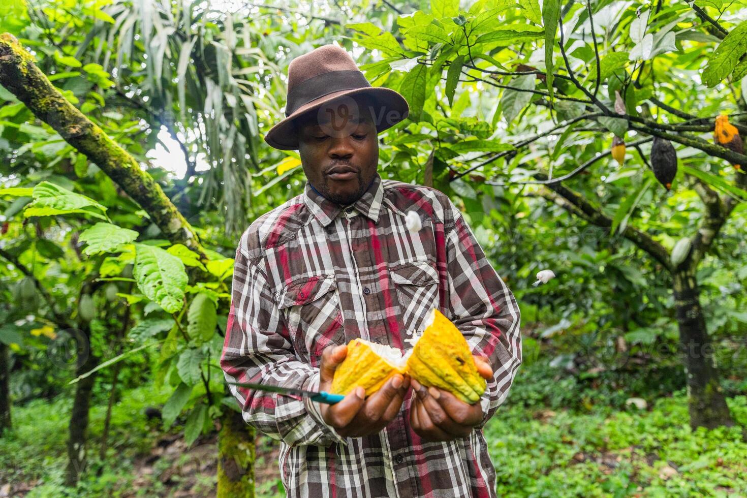 Young African farmer opening a cocoa pod with a knife. Harvest concept photo