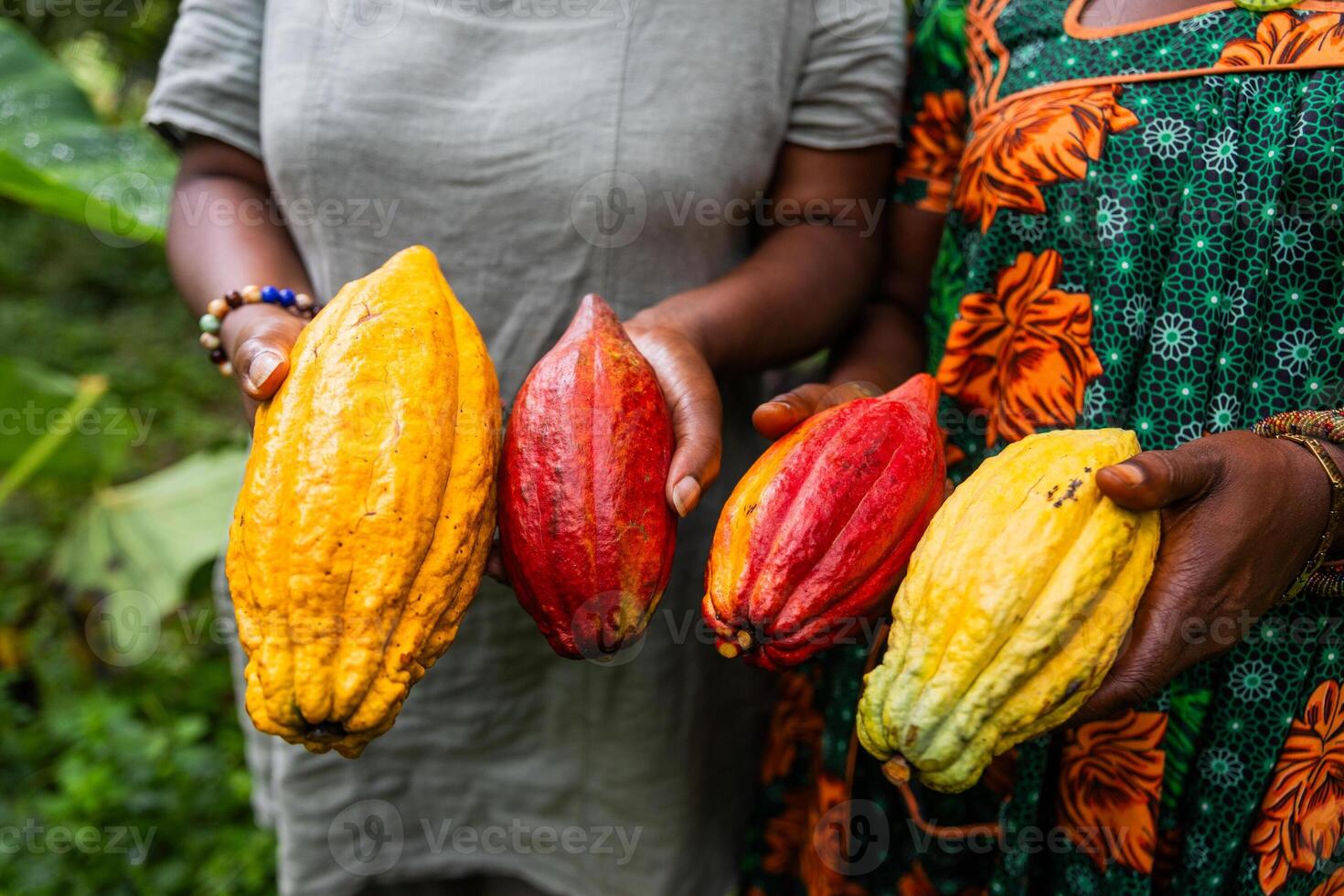 Close-up of different varieties of cocoa pods freshly harvested by two female farmers photo