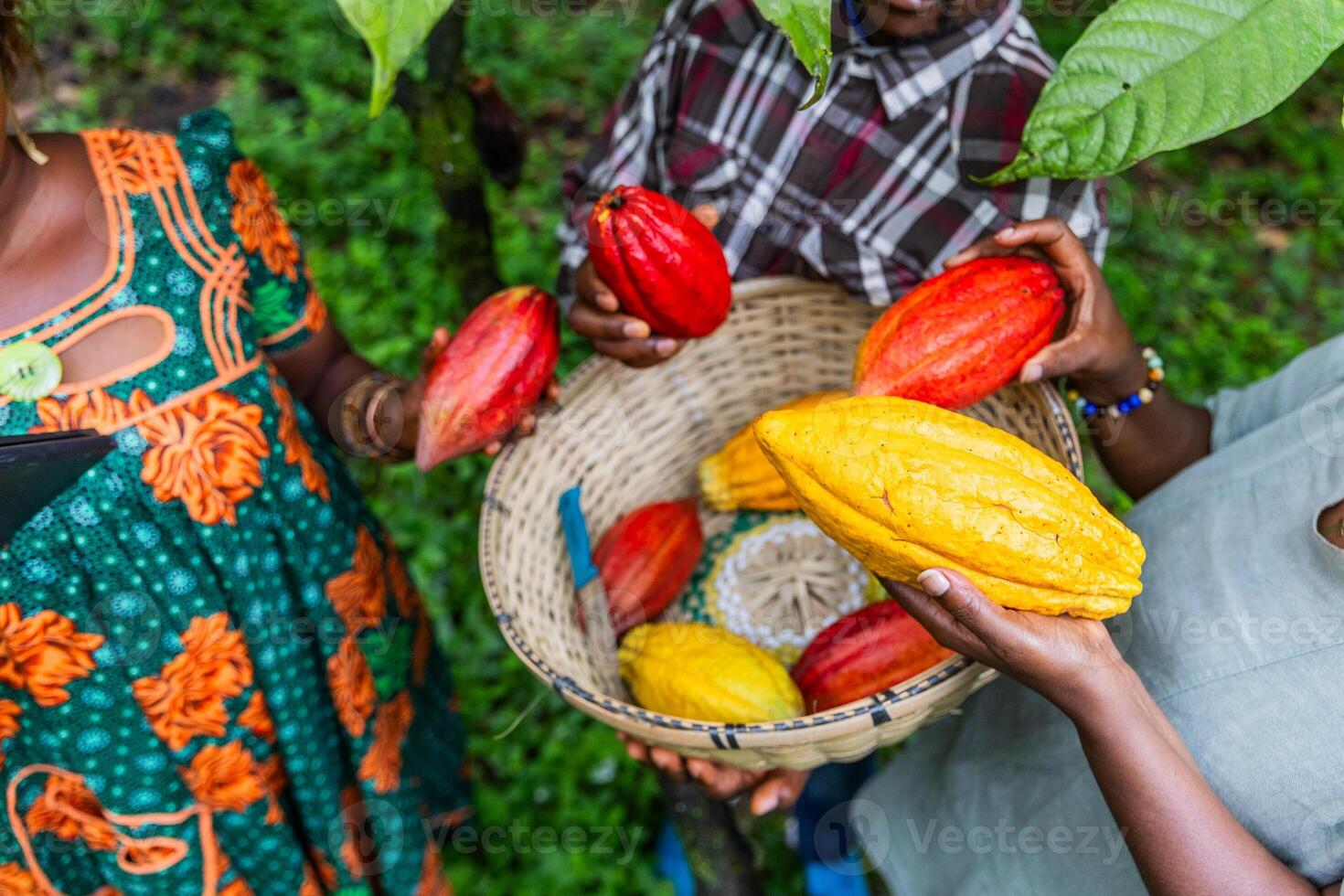 Closeup of three African cocoa pickers with freshly harvested pods in hand photo