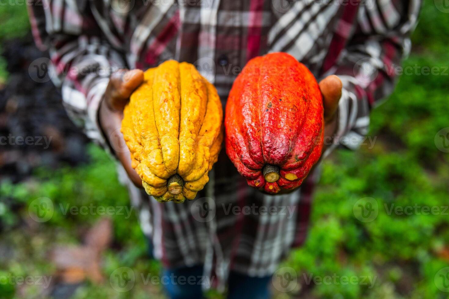 Closeup of an African harvester with two big bi-color cocoa pods, yellow and red photo