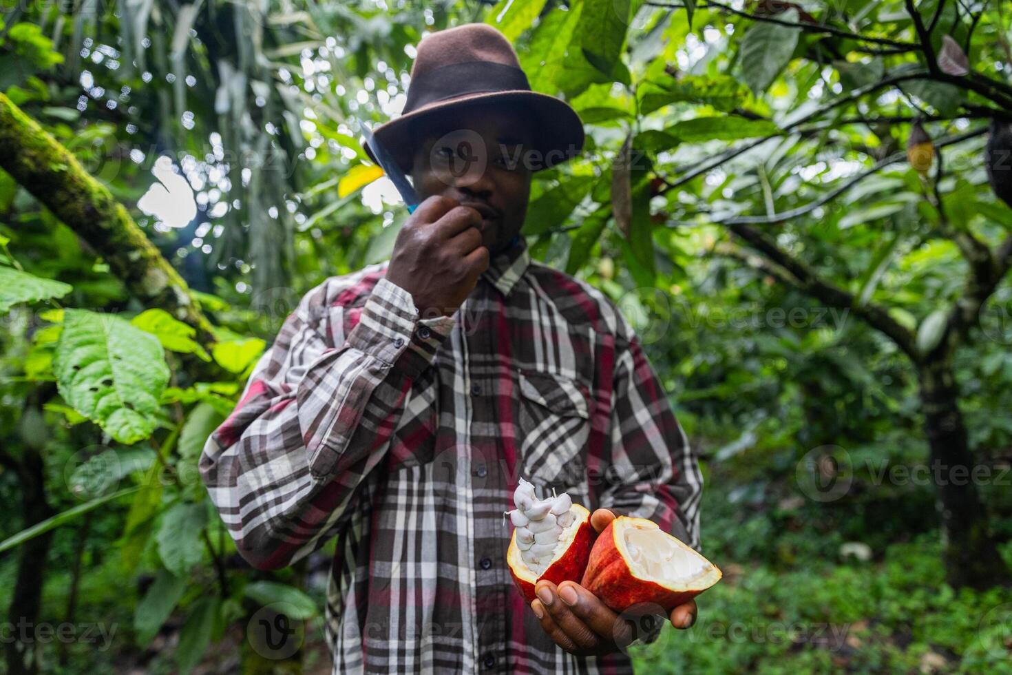 An African farmer tastes cocoa beans from a pod he has just opened photo