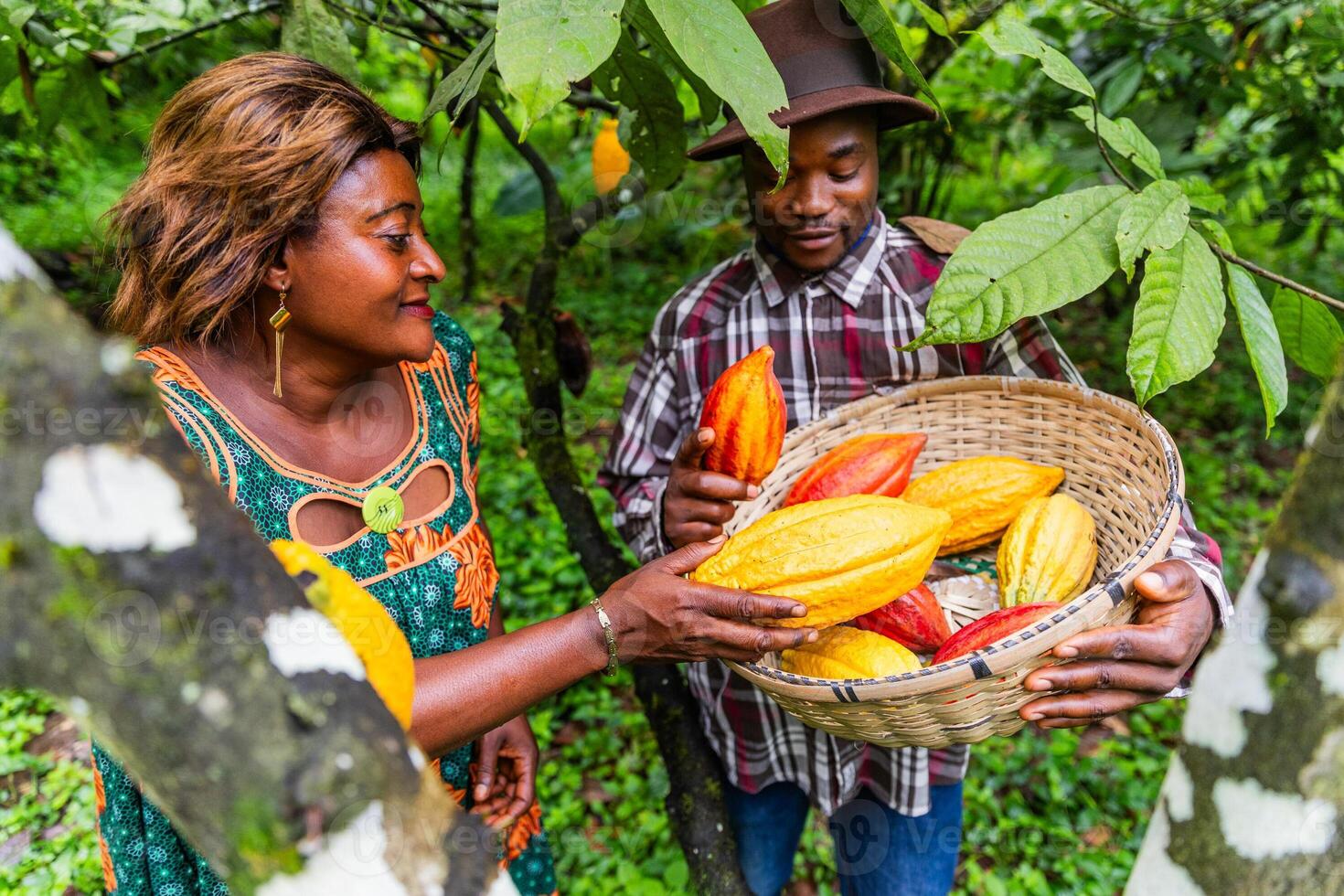 Two African farmers look proudly at a basket full of just-picked cocoa pods photo