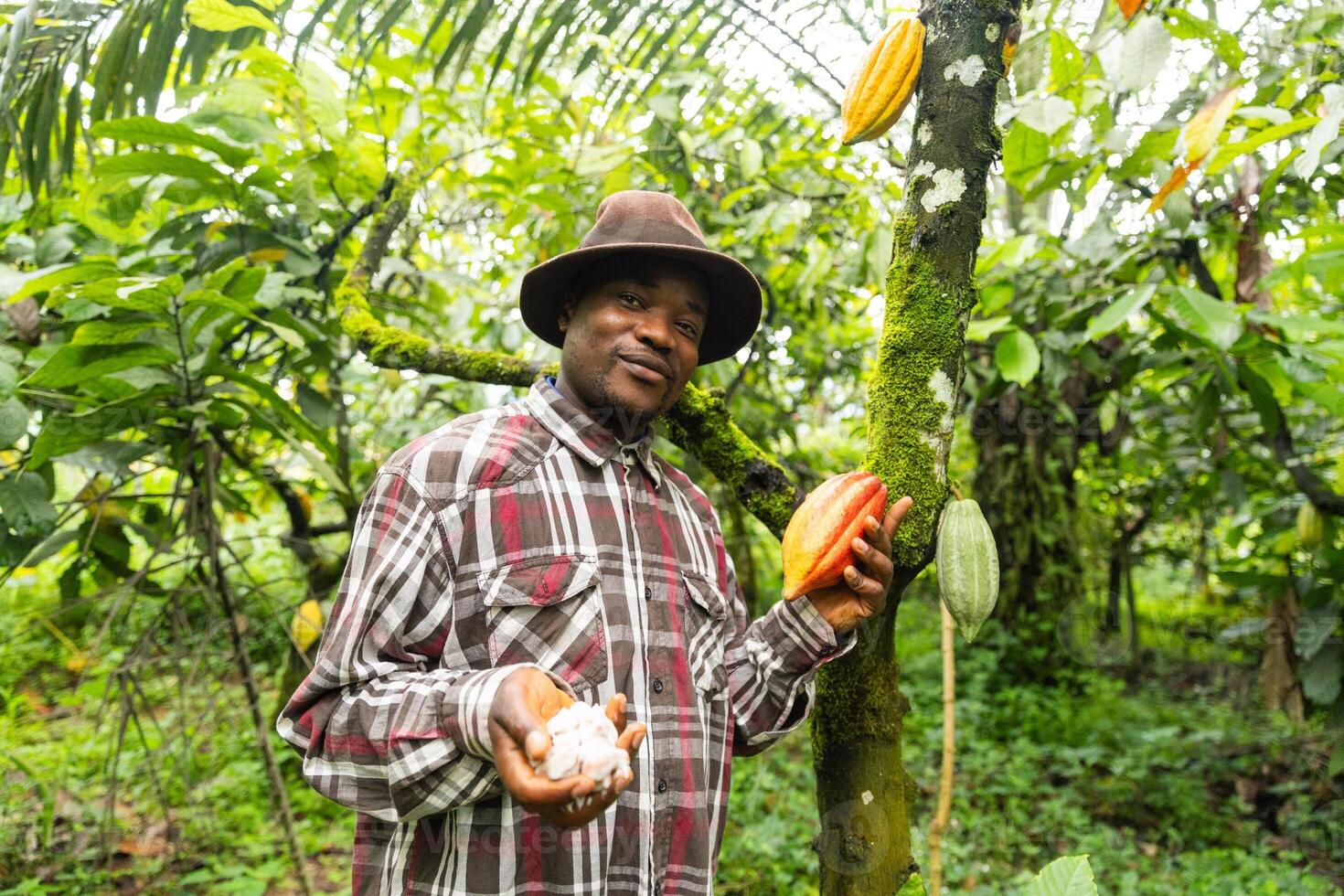 Proud farmer stands near the cocoa plant, displays cocoa beans in one hand and a pod in the other photo