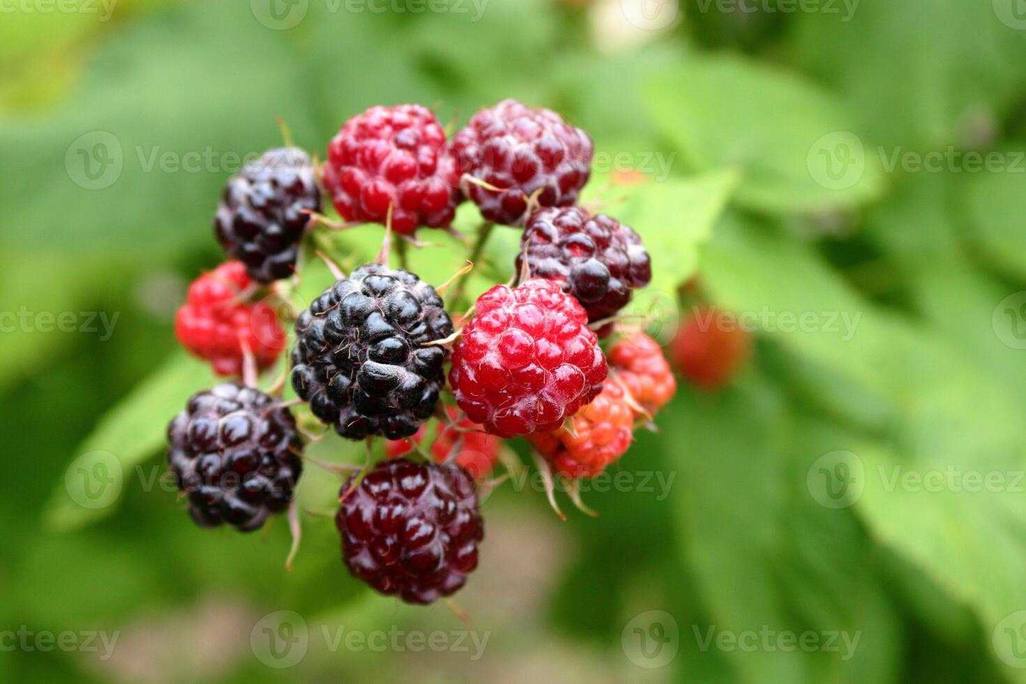 Bunch of black raspberries in different stages of ripeness close up. photo