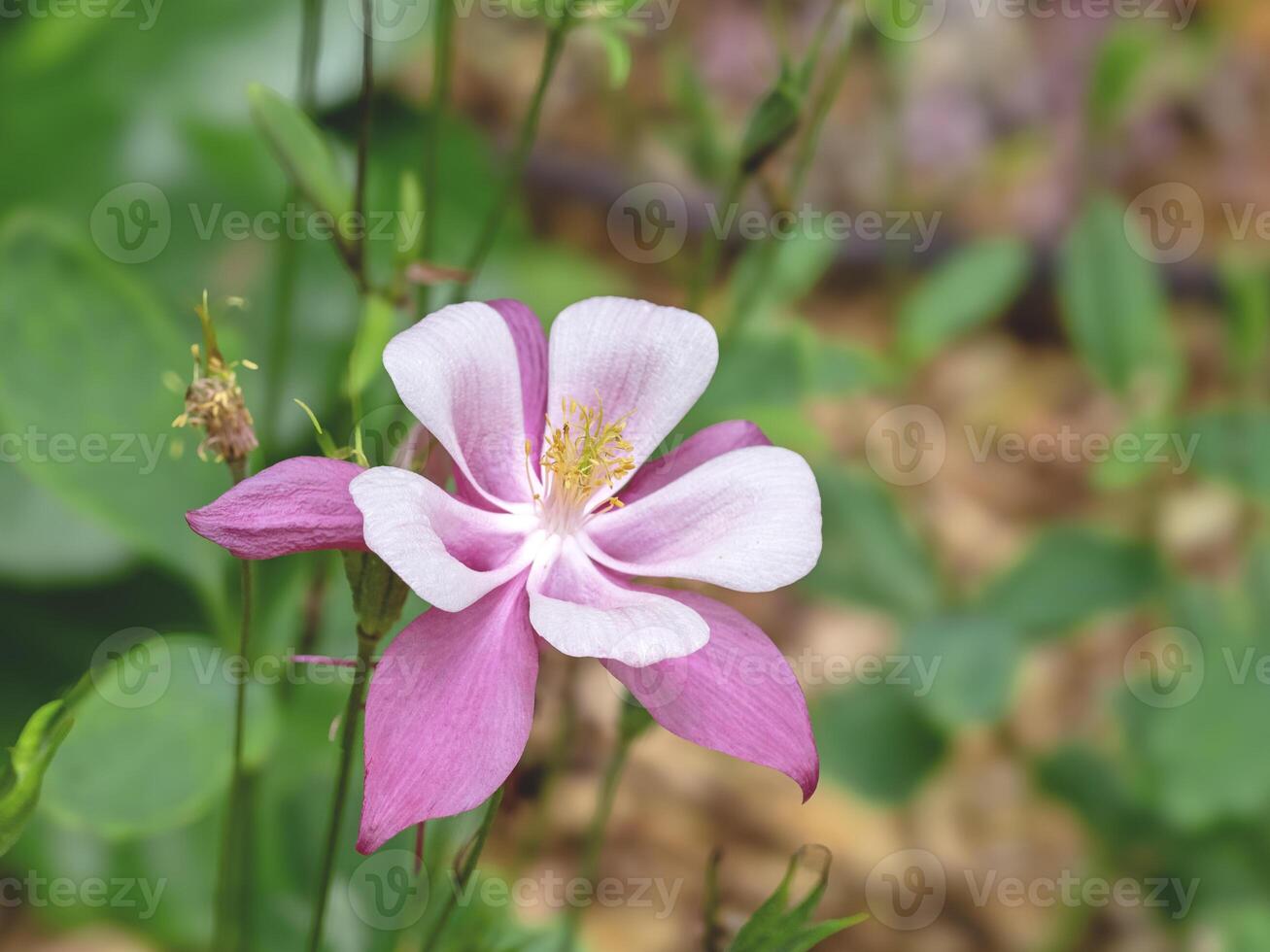 Closeup of a pink columbine flower in a garden photo