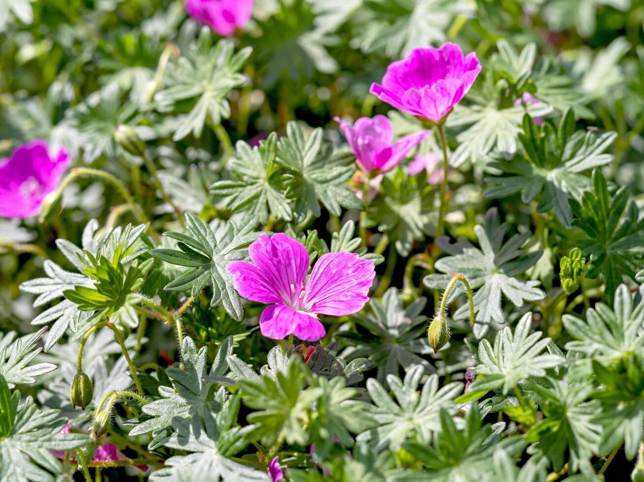 Pink flowers of Geranium sanguineum John Elsley photo