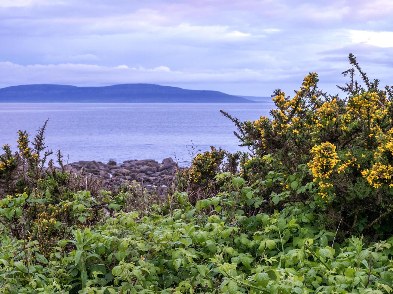 Gorse flowering on the coast in County Galway, Ireland photo