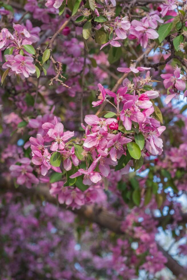 Flowering crab apple or Malus photo