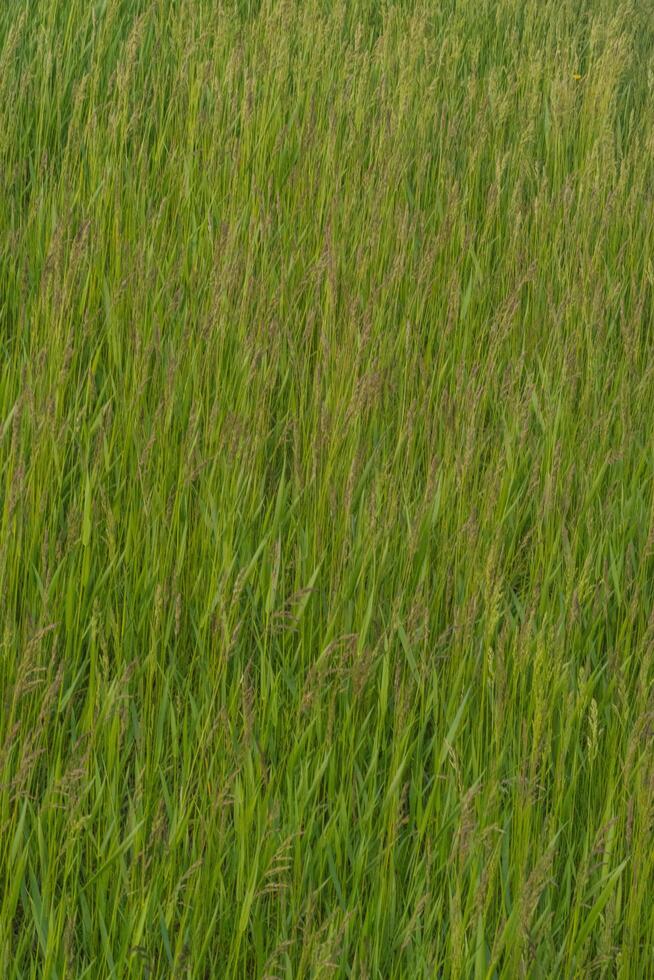 lush grass field photo