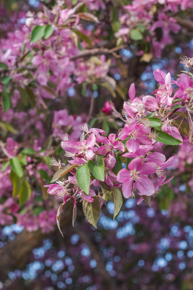 Flowering crab apple or Malus photo
