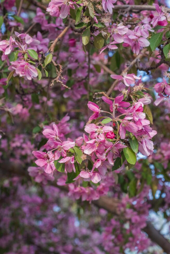 Flowering crab apple or Malus photo