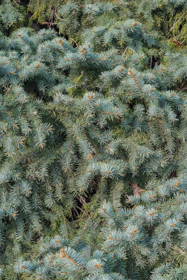 blue spruce or Picea pungens photo