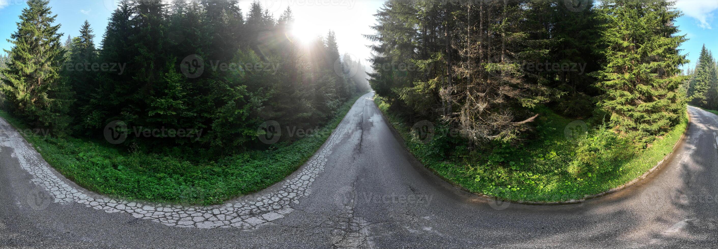 pine tree forest with a curvy country road on a fresh summer morning with mist and fog photo