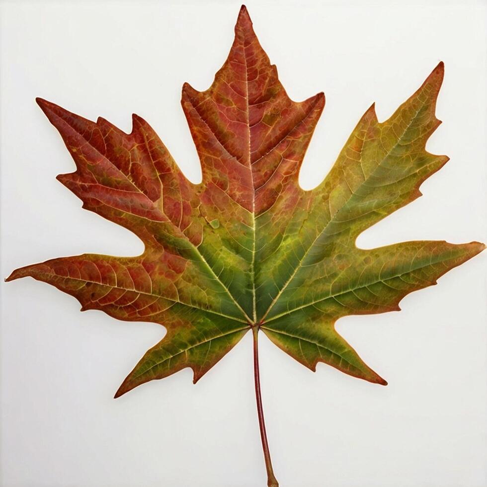 autumn maple leaf on white background photo