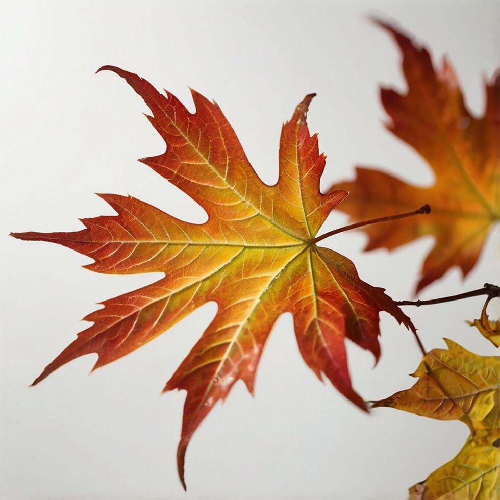 autumn maple leaf on white background photo