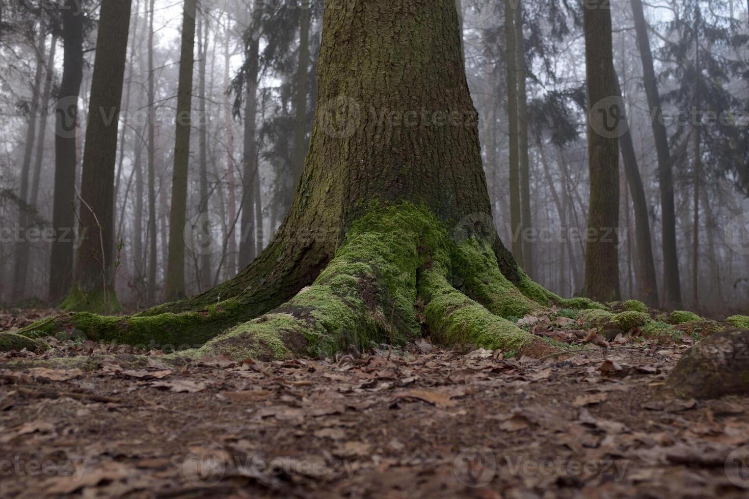 The trunk and ground roots of a big old tree in the forest. photo