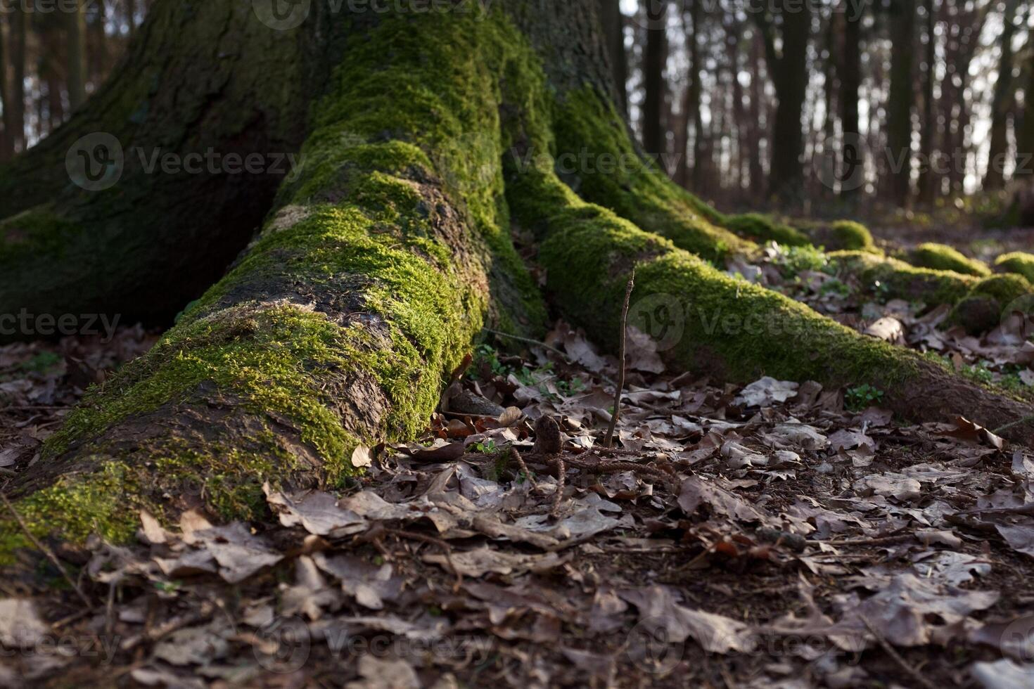 The trunk and ground roots of a big old tree in the forest. photo