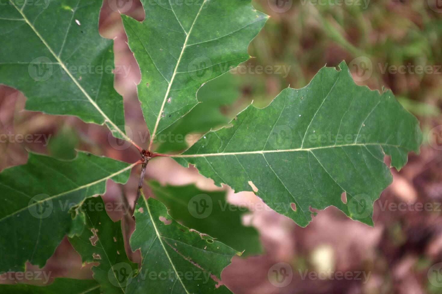 Close up nature view of green leaves of a tree. photo