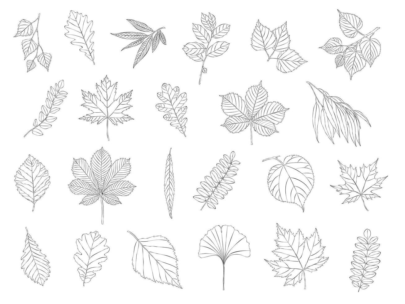 Set of different kinds of leaves. Hand-drawn sketches. Collection of isolated outlined leaves on a white background. vector